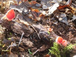 Otterhead lakes Wallpaper