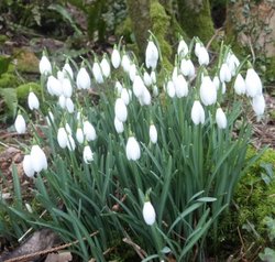 Otterhead Lakes Wallpaper