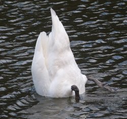 Otterhead Lakes Wallpaper