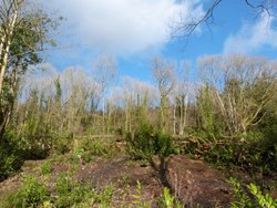 Otterhead Lakes Wallpaper