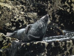 Seal off Slapton Sands Wallpaper