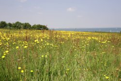 Buttercup Meadow
