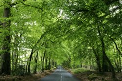 Woodland B Road Wallpaper