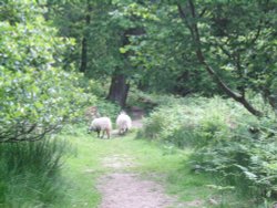Beck Hole - Sheep on Path to Thomason Foss Wallpaper