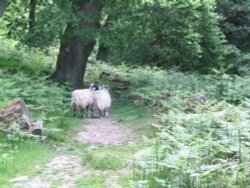 Beck Hole - Sheep on Path to Thomason Foss (2) Wallpaper