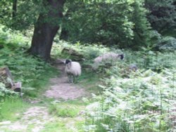 Beck Hole - Sheep on Path to Thomason Foss (3) Wallpaper