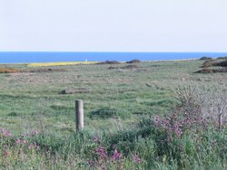 Flamborough Head - Flowers - Lighthouse in Distance Wallpaper