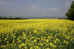 English Summer Wallpaper