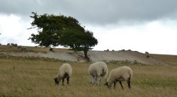 Up on the Downs Wallpaper