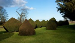 Burton Agnes Hall topiary Wallpaper