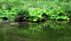 Reflections Wallpaper