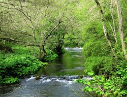 Relaxing Nature Wallpaper