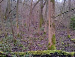 Winter in the woods at Scadbury Wallpaper