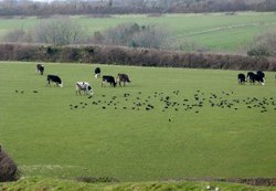 Branscombe Wallpaper