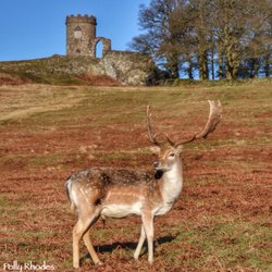 Fallow stag at Bradgate Park, Leicester Wallpaper