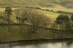Trees by the M62 near Halifax, West Yorkshire Wallpaper