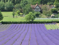 Lavenderfarm Shoreham