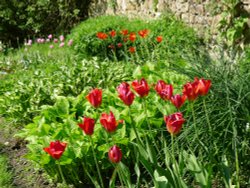 Tulip Garden, Constable Burton Hall Gardens Wallpaper