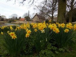 Orlingbury, Daffodils Wallpaper