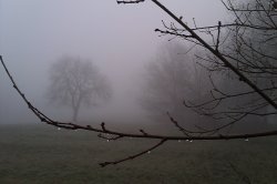 A misty morning near Frankley. Wallpaper