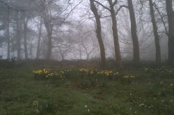 Summer's nigh at Frankley.. Wallpaper