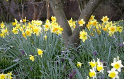 Woodland Spring Wallpaper