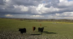 South Down Way Wallpaper