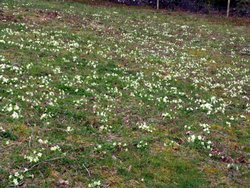 Sampford Moor Wallpaper