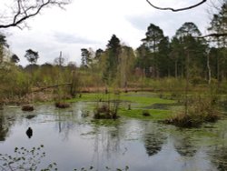 Still Waters Wallpaper