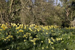 Woodland Spring at Nymans Wallpaper