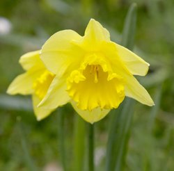 Spring Flowers Wallpaper