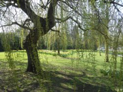 Chestnut Fields, Rugby Wallpaper