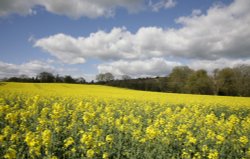 Yellow Weald Wallpaper