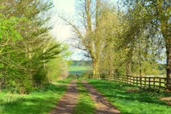 The Nene way Wallpaper