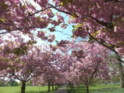 Cherry Blossoms in Greenwich Park Wallpaper