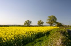 Yellow Fields, Kent Wallpaper