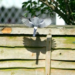 Male Bullfinch at Birtley. Wallpaper