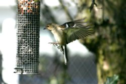 Female Chaffinch at Birtley. Wallpaper