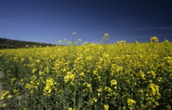 Kent Yellow Wallpaper