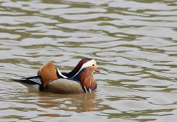 It Was Meant to be a Kingfisher Wallpaper