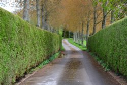 Sunny Lane Wallpaper