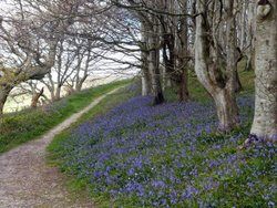 Bluebells - Langdon woods Wallpaper