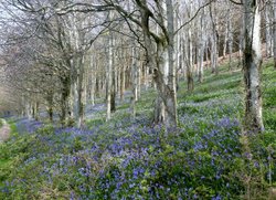 Langdon woods Wallpaper