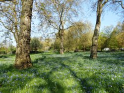Bluebells, Hyde Park Wallpaper