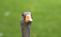 Imperious. Runcorn Wallpaper