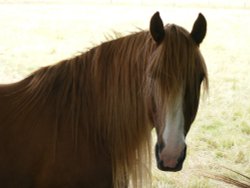 A horse near Jack's stables Wallpaper