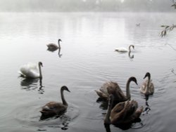 Swans young and old Wallpaper