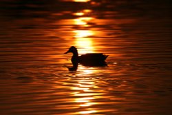 Ferry Meadows Country Park Wallpaper