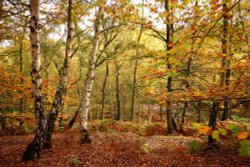 Autumn Colours on Cannock Chase Wallpaper