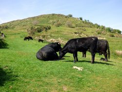 Pilsdon Pen Wallpaper